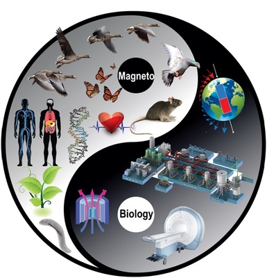 磁共振技術在生命科學與自然科學研究中的革命性應用